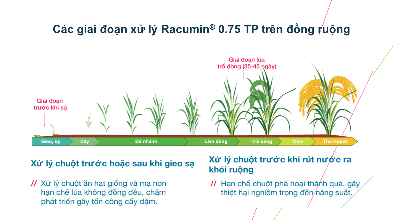 Các giai đoạn sử dụng Racumin Trên Lúa