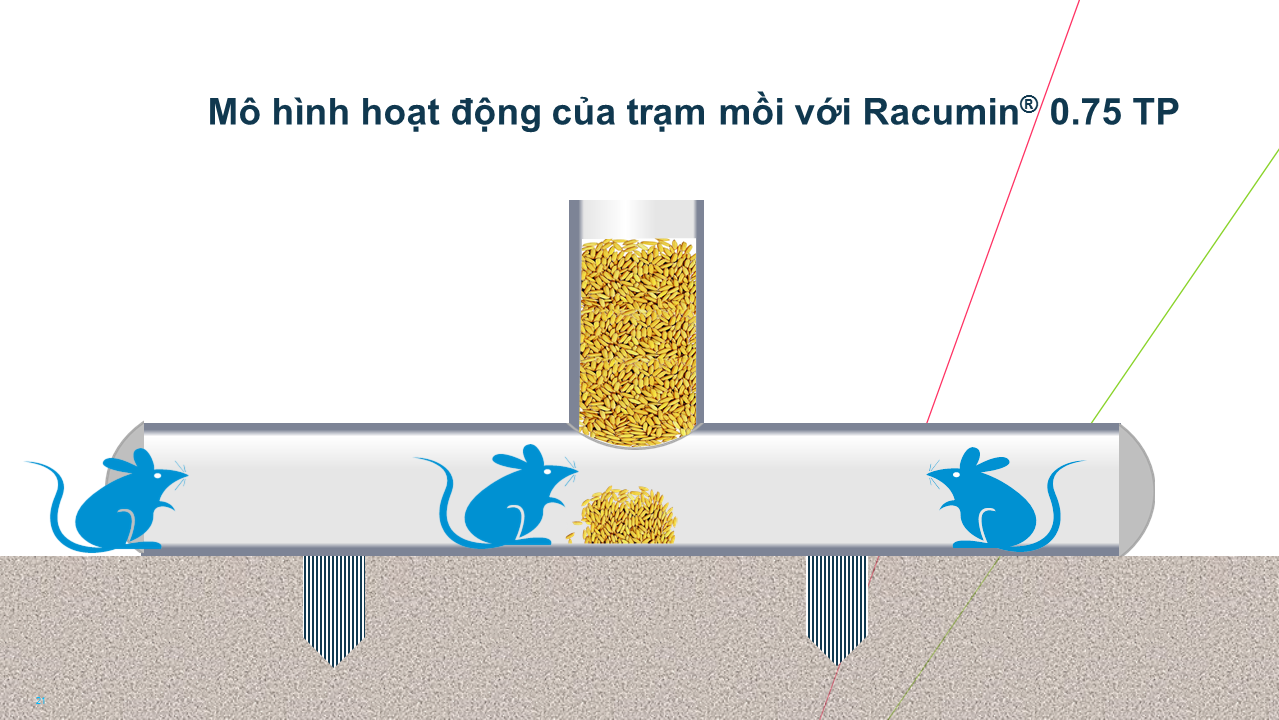 Cơ chế hoạt động của trạm mồi 