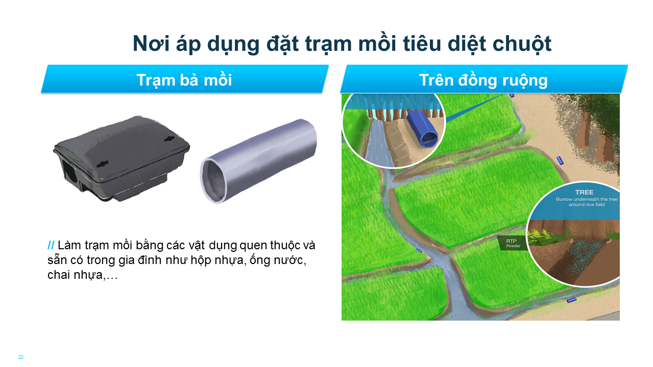 Hướng dẫn làm trạm mồi diệt chuột 