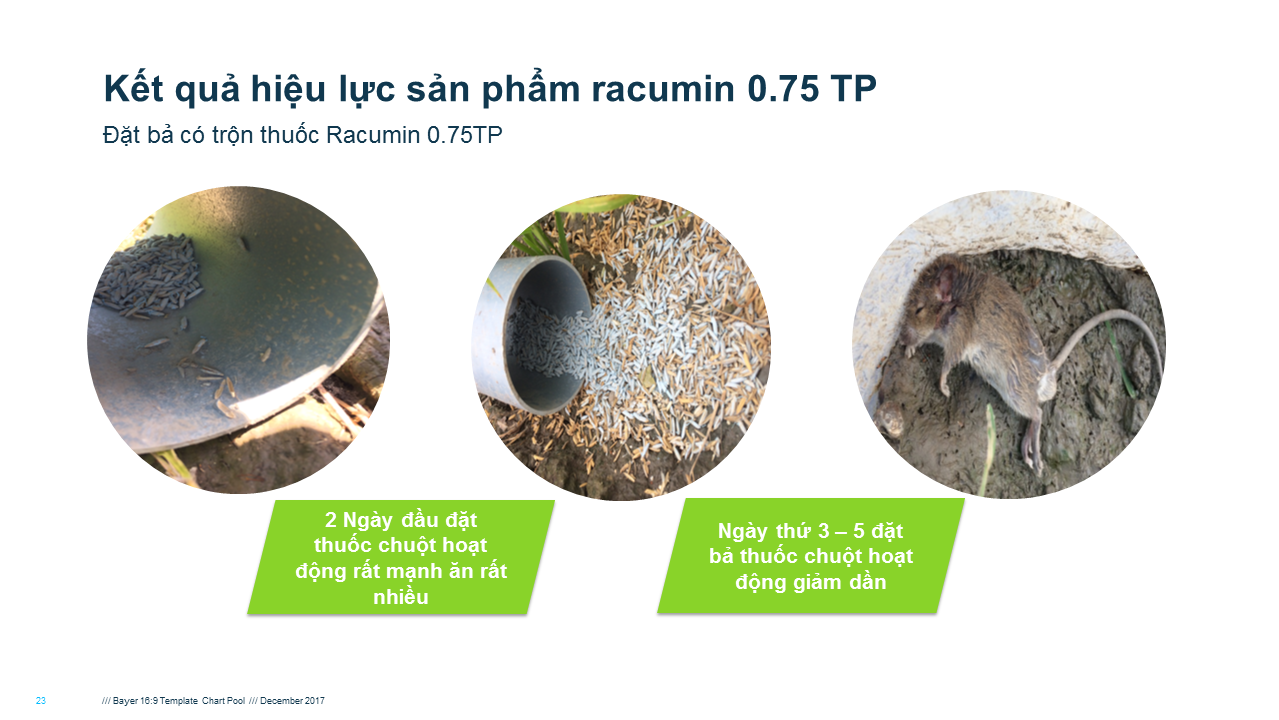 Racumin 0.75TP diệt chuột hiệu quả trên đồng ruộng