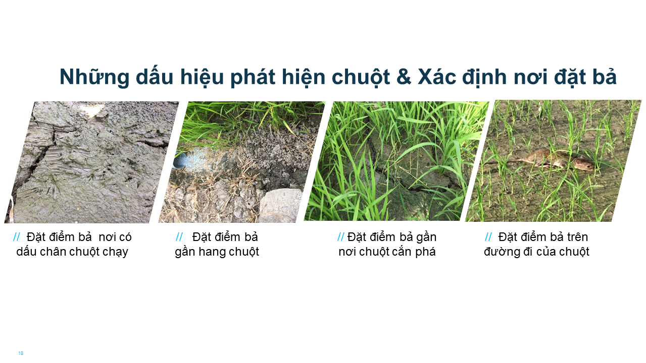 Những dấu hiệu phát hiện chuột gây hại trên đồng ruộng