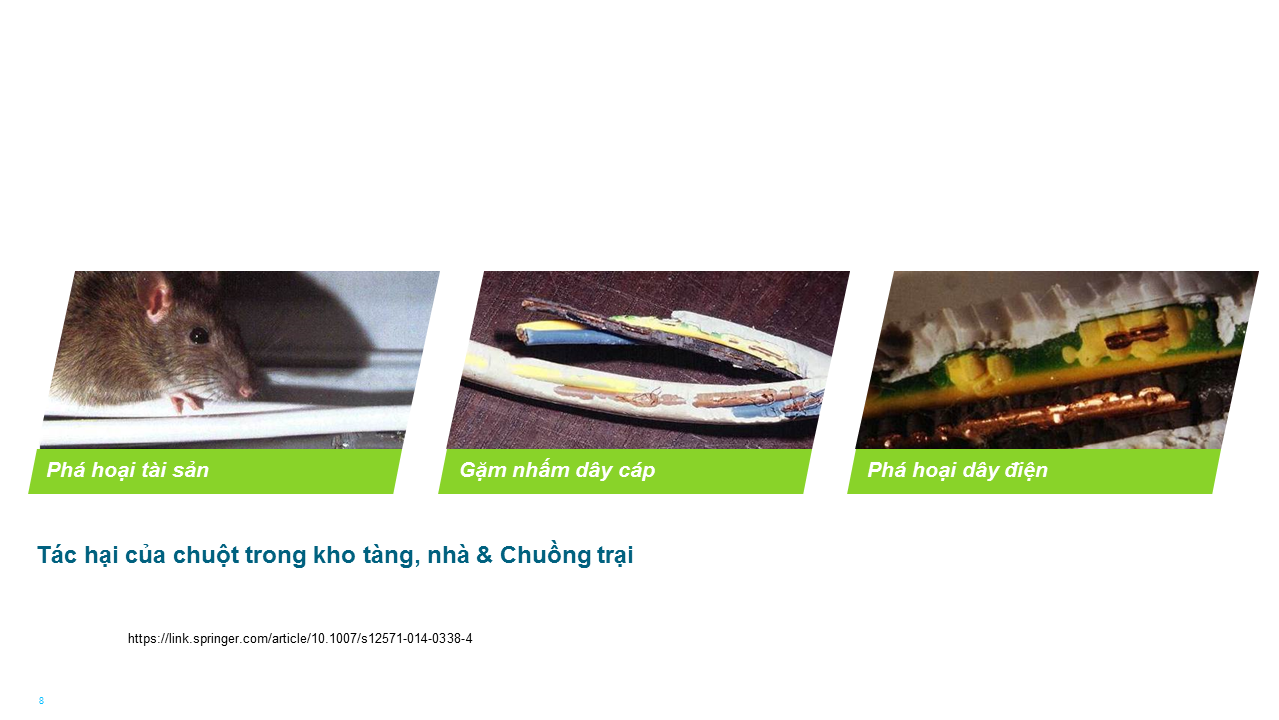 Tấc hại của laofi chuột trong cuộc sống