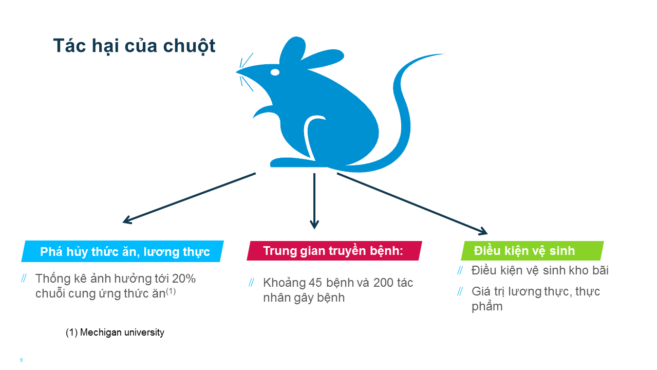 Tác hại của loài chuột