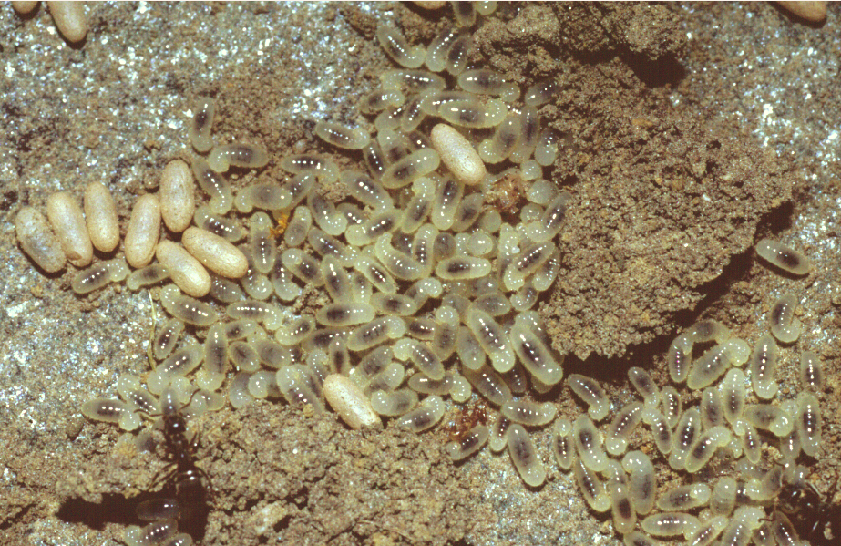 Kiến ưu thích những thực phẩm giàu dinh dưỡng 