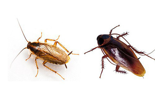 Gián Mỹ và gián Đức