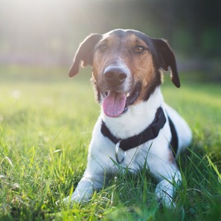 Vật nuôi trong nhà cũng có thể bị ảnh hưởng bởi kiến